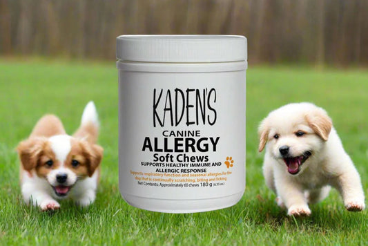 How Kaden’s Canine Allergy Chews Can Help Your Dog Live Itch-Free