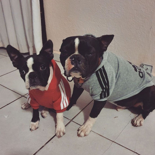 Dog Sport Hoodies 