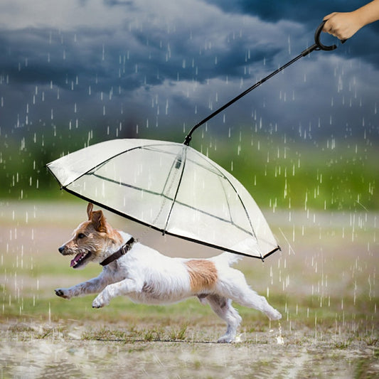Keep Your Pet Dry with a Transparent Umbrella | Bsp Pet World